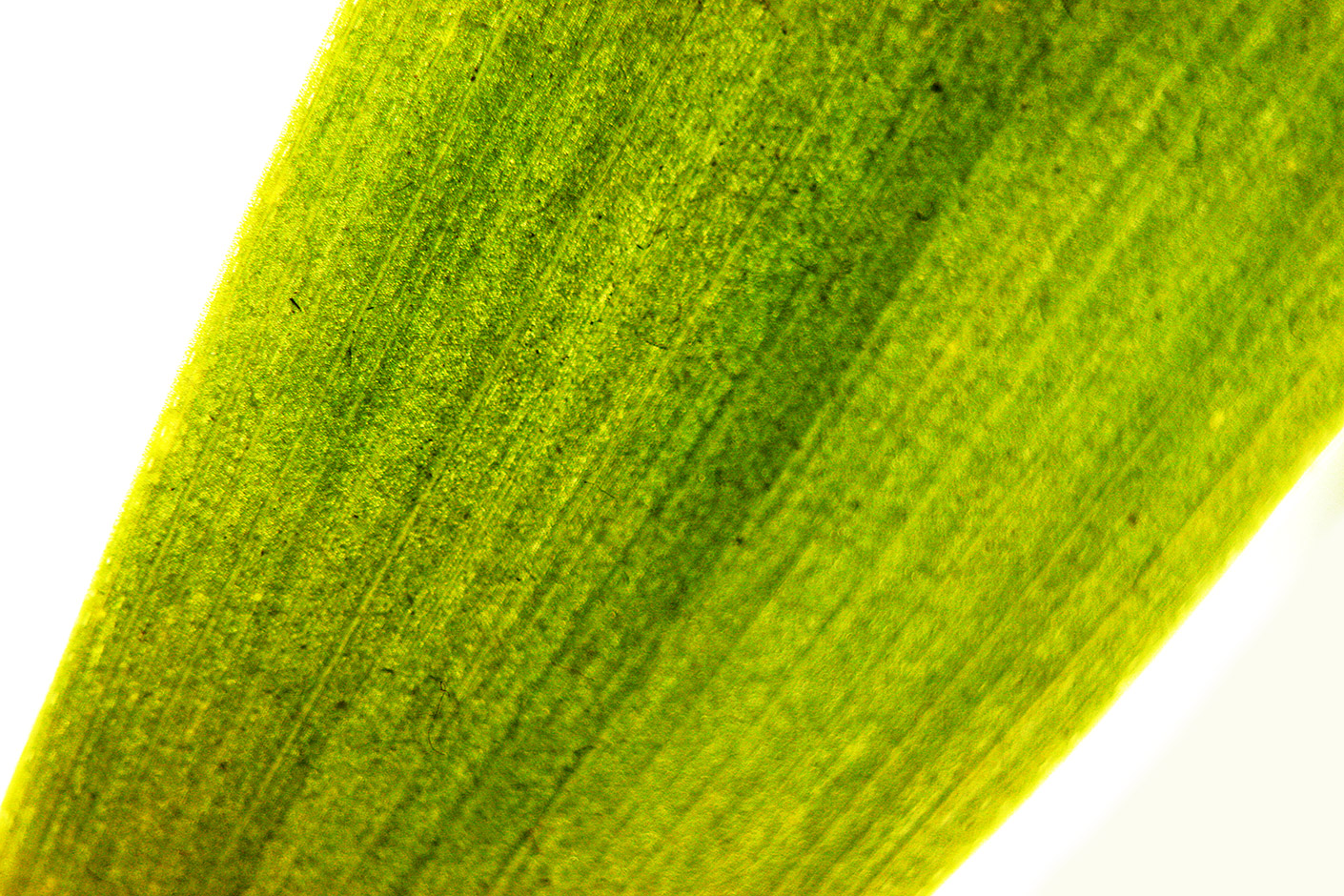 macro photo zoom in leaf blade